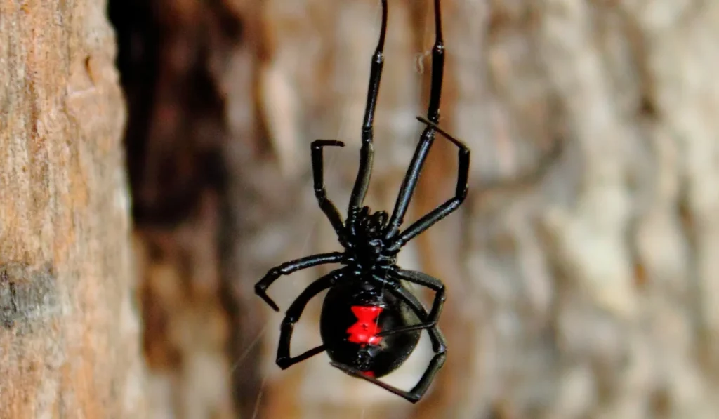 Black-Widow-Spiders