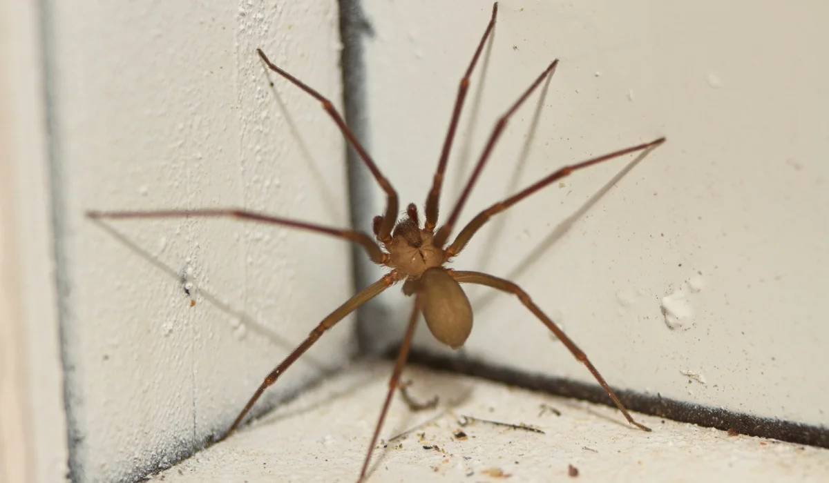 Brown Recluse Spiders