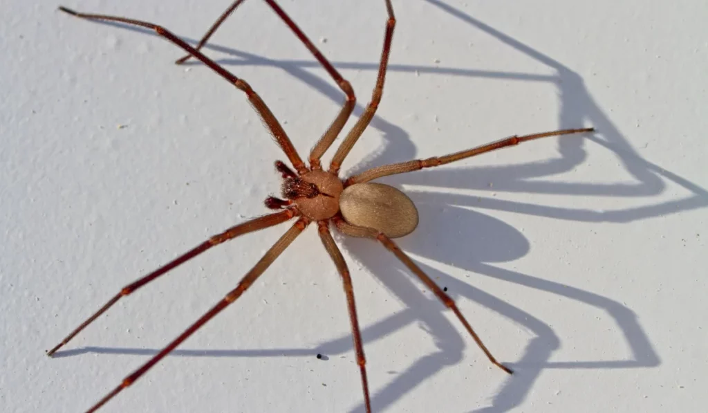 Brown Recluse Spiders