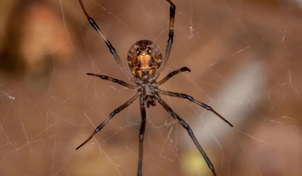 Brown Widow Spiders