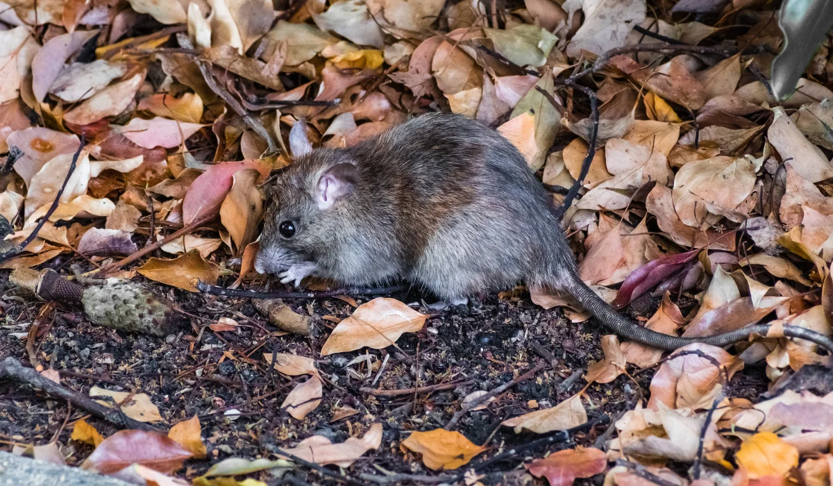 California Mouse