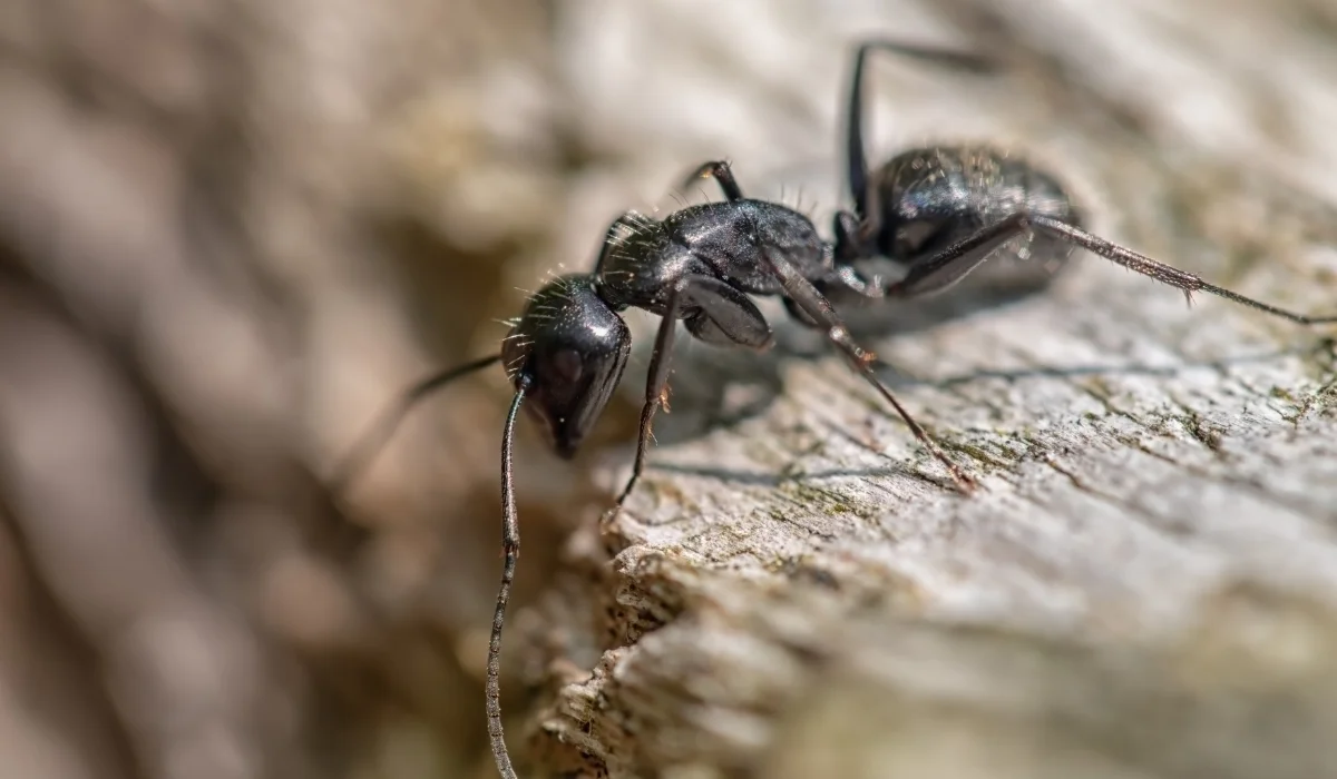 Carpenter Ants