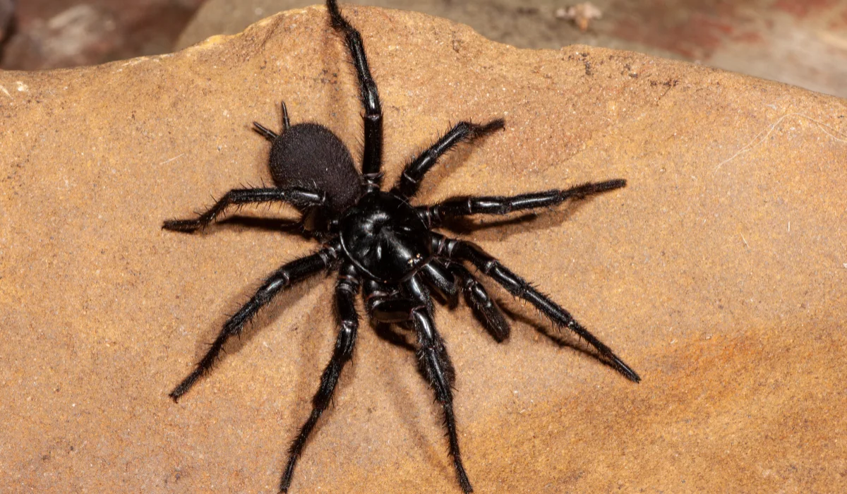 Funnel-Web Spiders