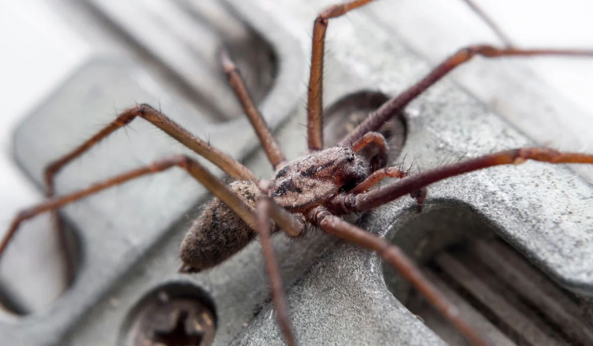 Giant House Spiders