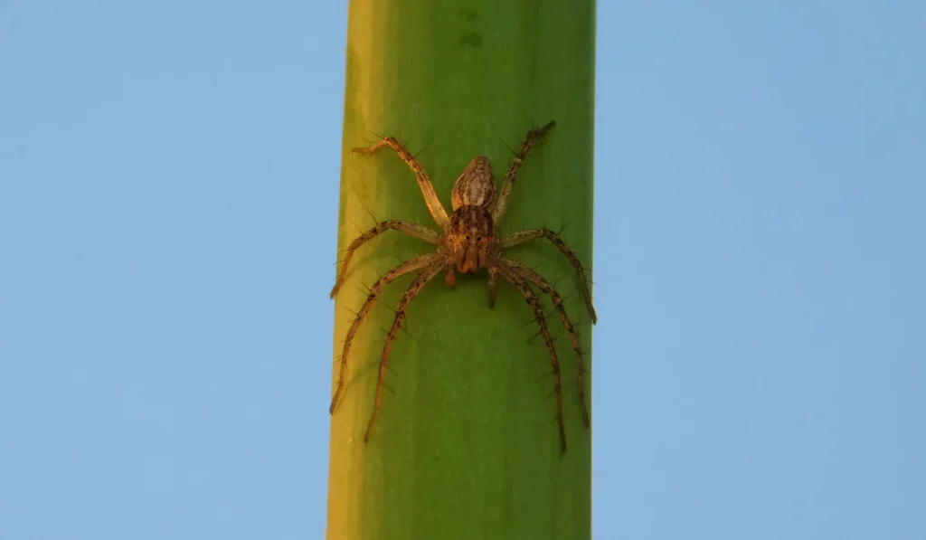 Grass Spider