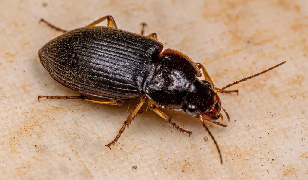 Ground Beetles