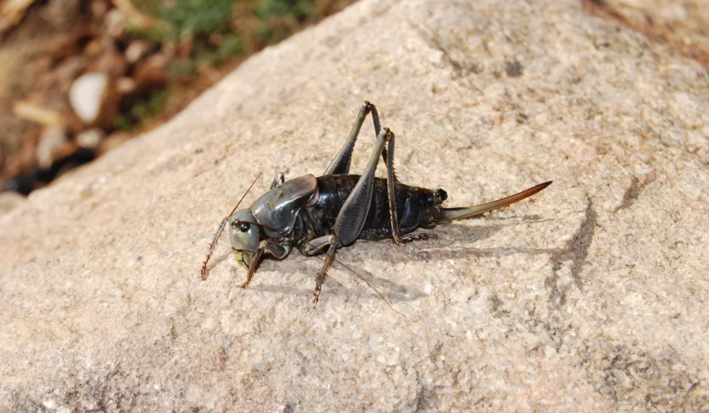 Mormon Cricket