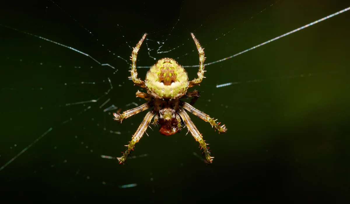 Orb-Weaver Spiders