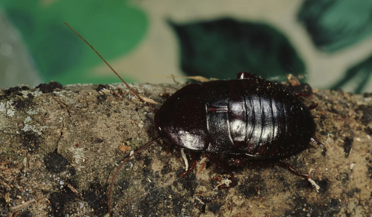 Oriental Cockroach