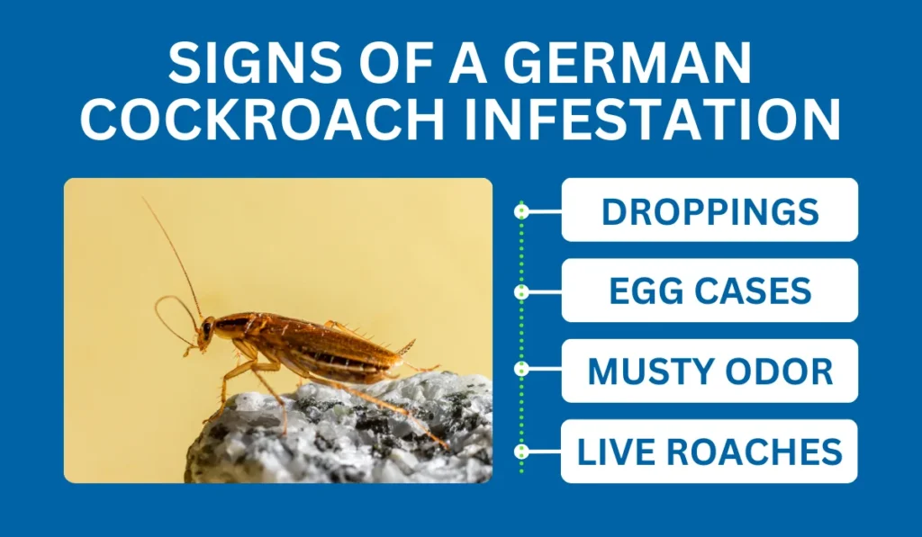 Signs of a German Cockroach Infestation