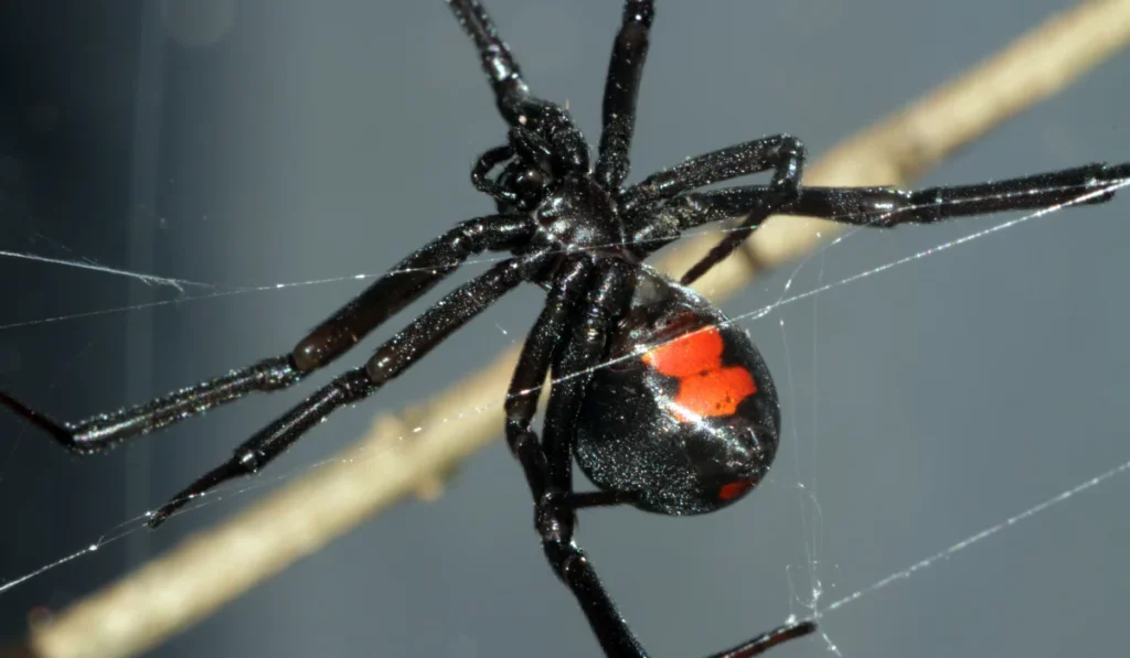 black widow spider