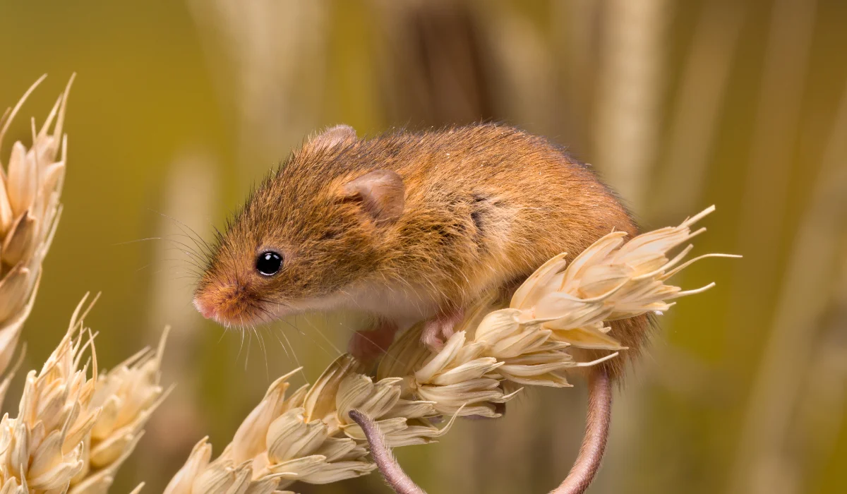 Western Harvest Mouse