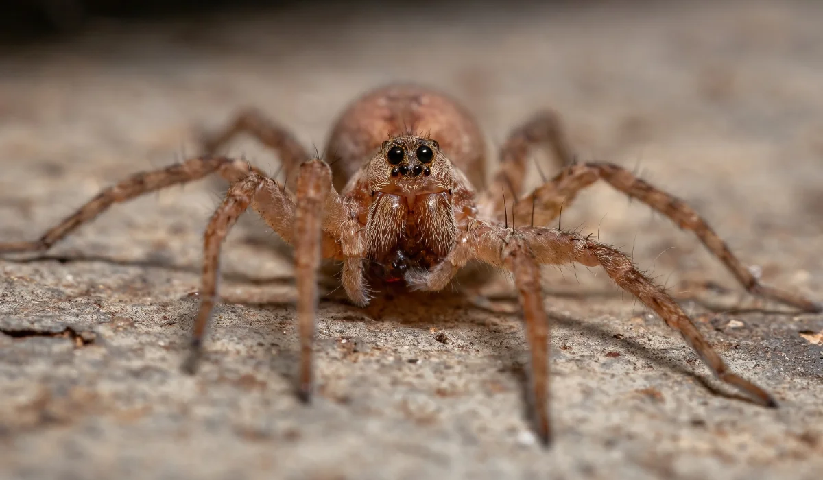 Wolf Spiders