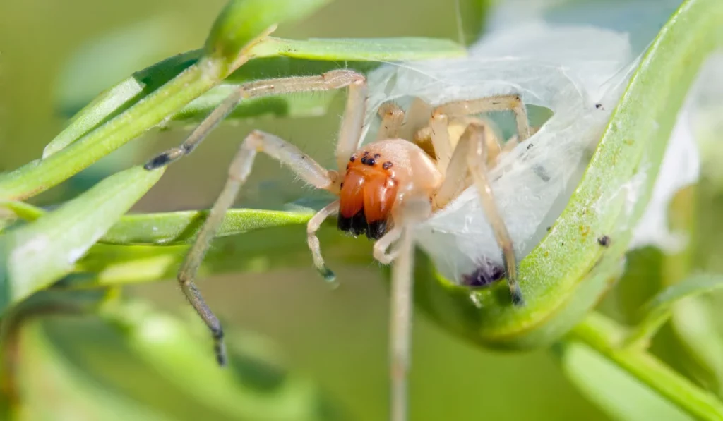 Yellow Sac Spiders