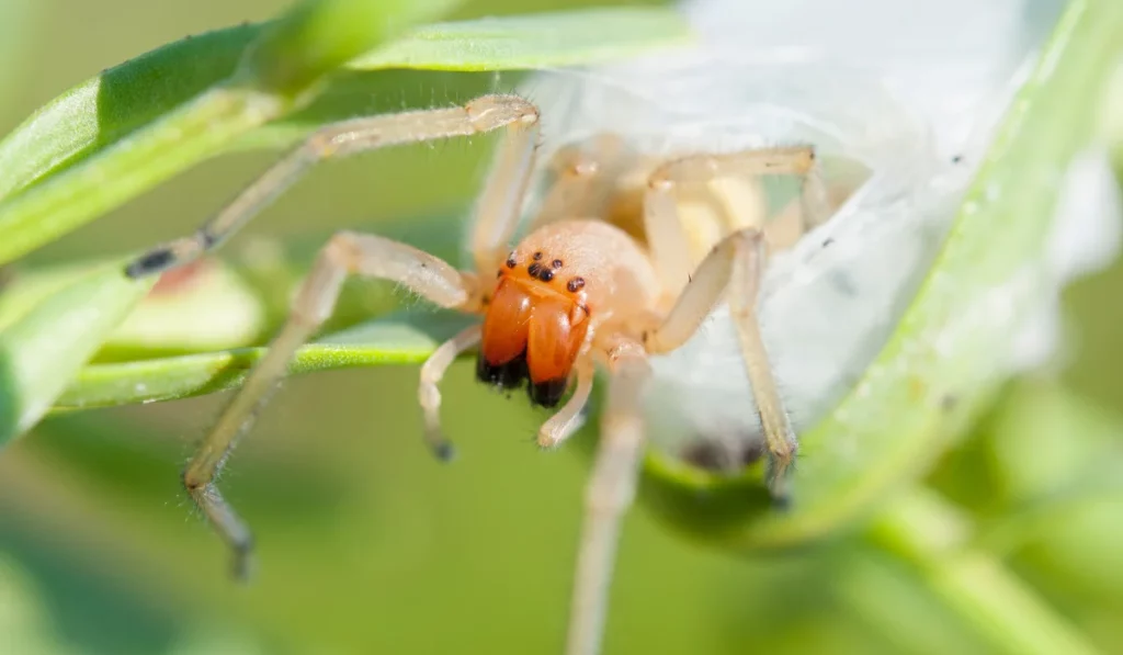 Yellow Sac Spiders