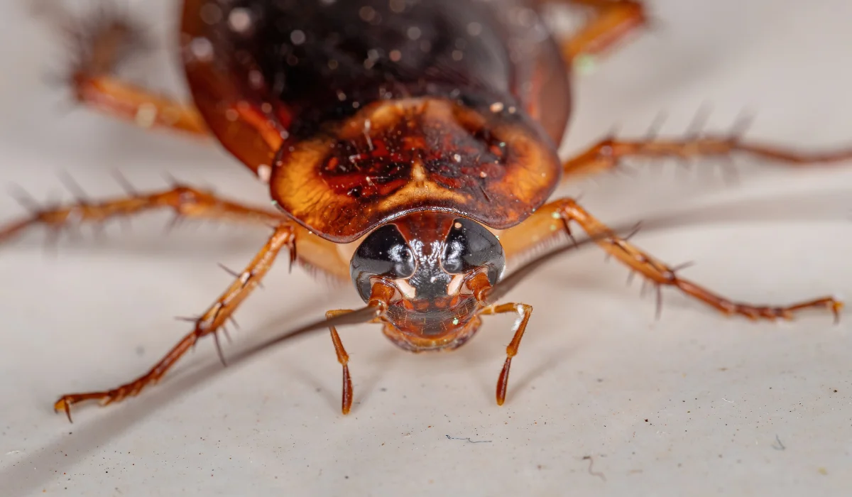 American Cockroach