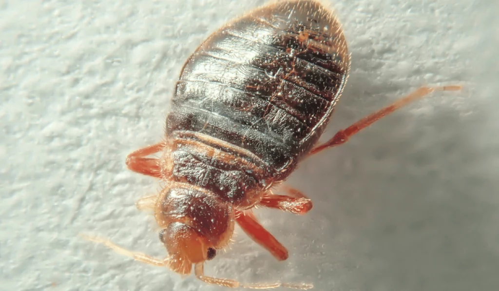 Bed bug on a light background. Household parasite. Close-up photo