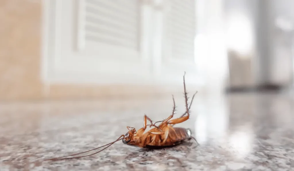 Dead cockroach on floor