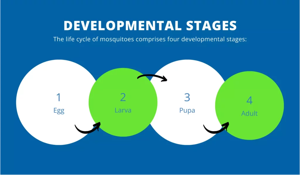 mosquito life cycle