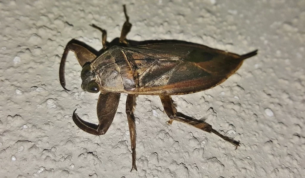 giant water bug