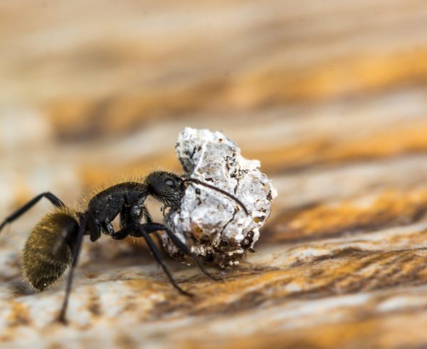 A macro shot of an ant carrying a rock