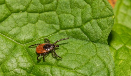 Black-legged,Tick,-,Ixodes,Scapularis