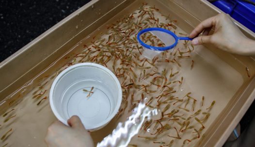 Someone Trying To Catch Some Small Fish with Net from a Container