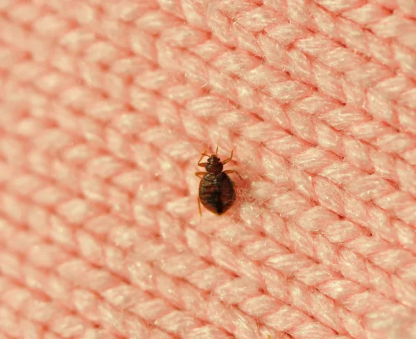 A-single-bed-bug-on-a-blanket-fiber-1-1