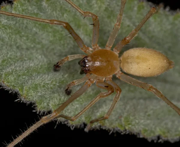 Adult-Male-Longlegged-Sac-Spider