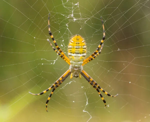 Banded-Garden-Spiders