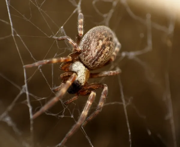 Common-House-Spiders