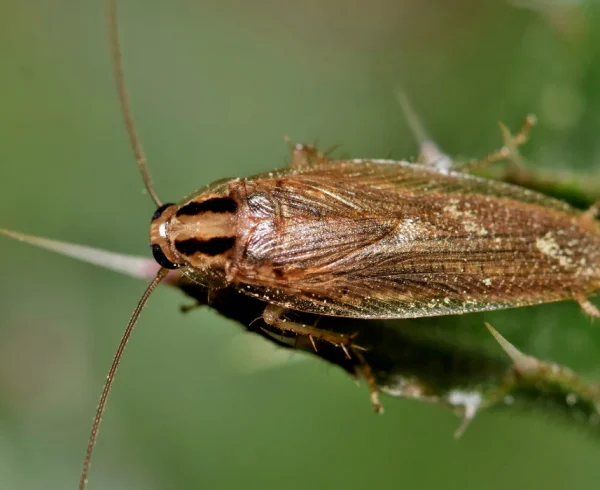 German Cockroach