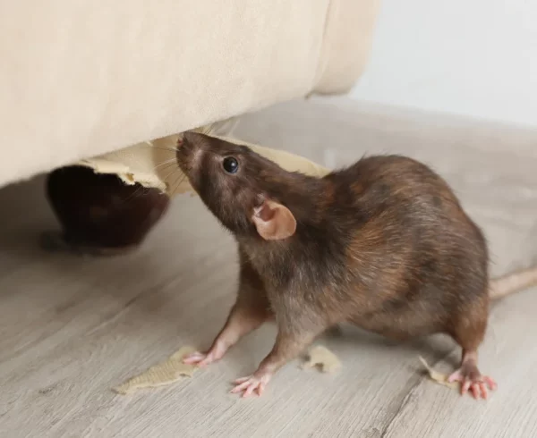 Rat-near-Damaged-Furniture-Indoors.-Pest-Control