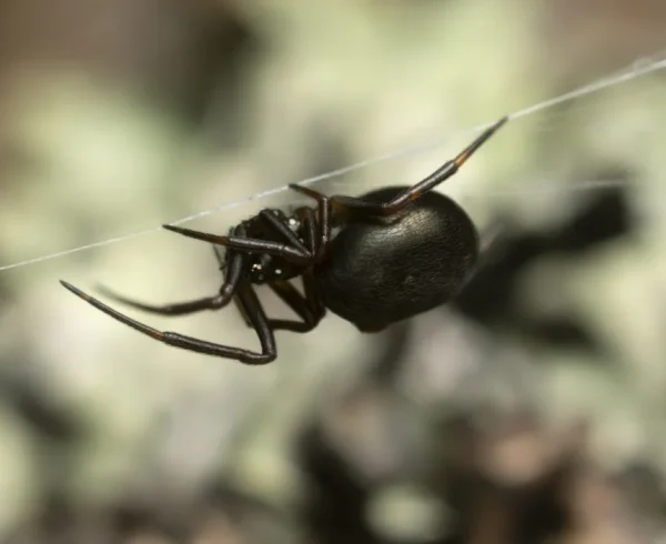 Tangle-web-spiders