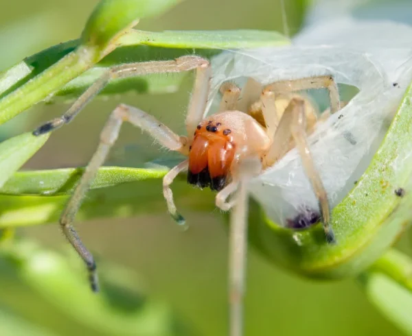 Yellow-Sac-Spiders-2