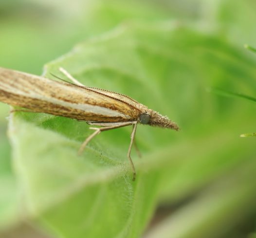 A common grass-veneer (Agriphila tristella) hidden among green vegetation