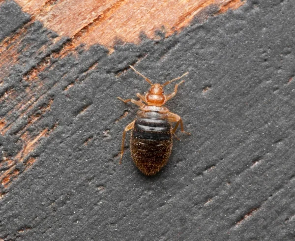 adult-bed-bug