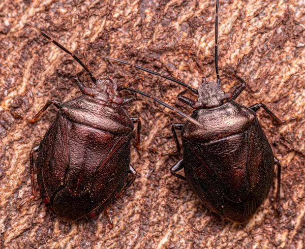 adult-stink-bug