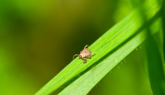 Male,Pacific,Coast,Tick,,Dermacentor,Occidentalis,,On,Blade,Of,Grass