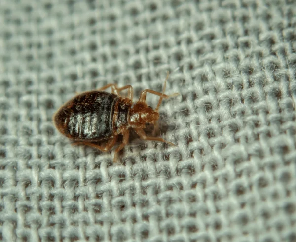 bed-bug-_4_