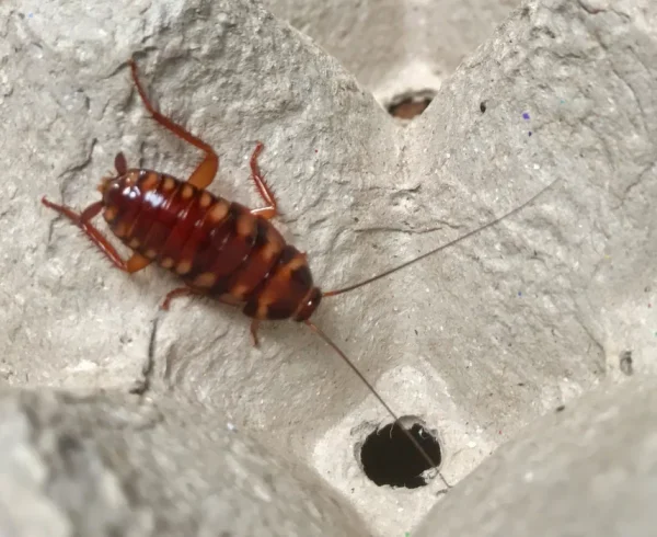 brown-banded-cockroach