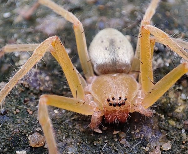 closeup-shot-of-a-brown-recluse-spider-on-the-soil-2022-12-22-23-13-56-utc-1-1