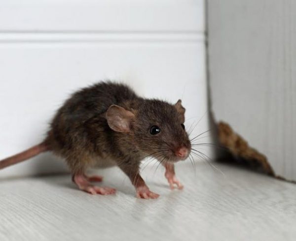 featured-image-rodents