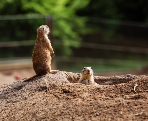 Funny gophers squirrel in the zoo. hamsters in the nature. Close up of muzzle of fluffy gophers. selective focus