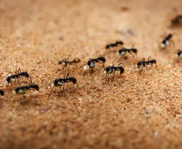 little-black-ants