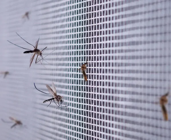 mosquitoes-on-screen