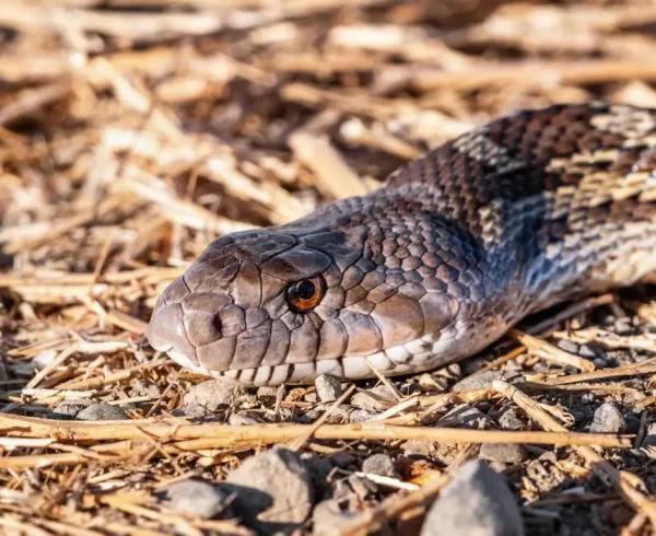 pacific-gophersnake-2022-07-12-21-52-40-utc-_3_-_1_-_1_