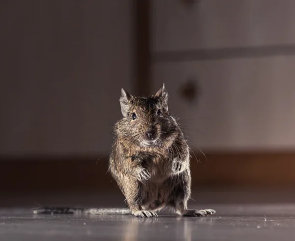 rodent-degu