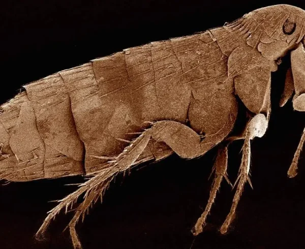 scanning-electron-micrograph-of-the-head-of-a-flea-2022-03-04-01-56-32-utc-_1_-_1_-_1_