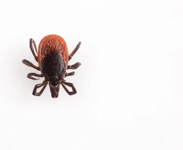 tick-parasitic-arachnid-blood-sucking-2021-09-01-00-24-31-utc-_2_-_1_-_1_